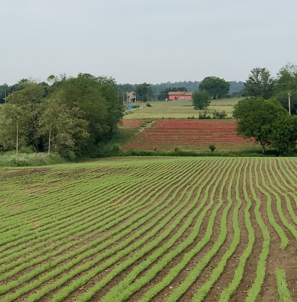 Via Francigena Stage 38 Acquapendente to Bolsena – image 19