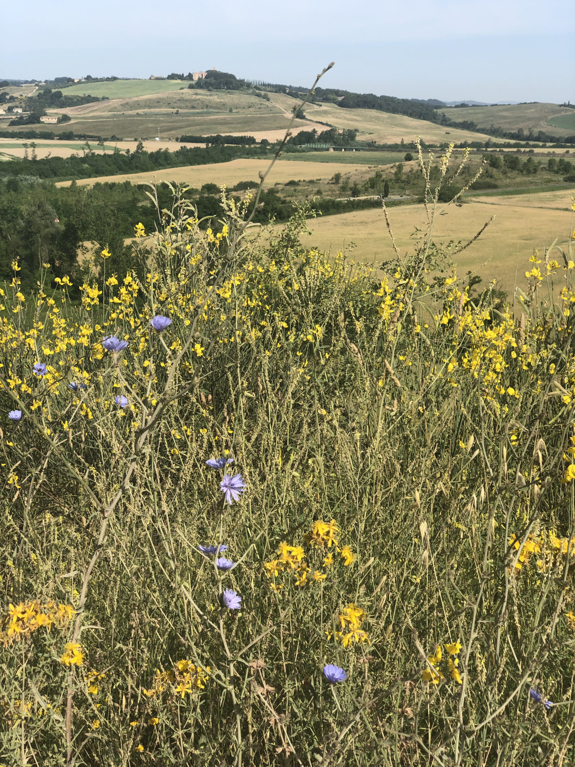 Via Francigena Stage 35