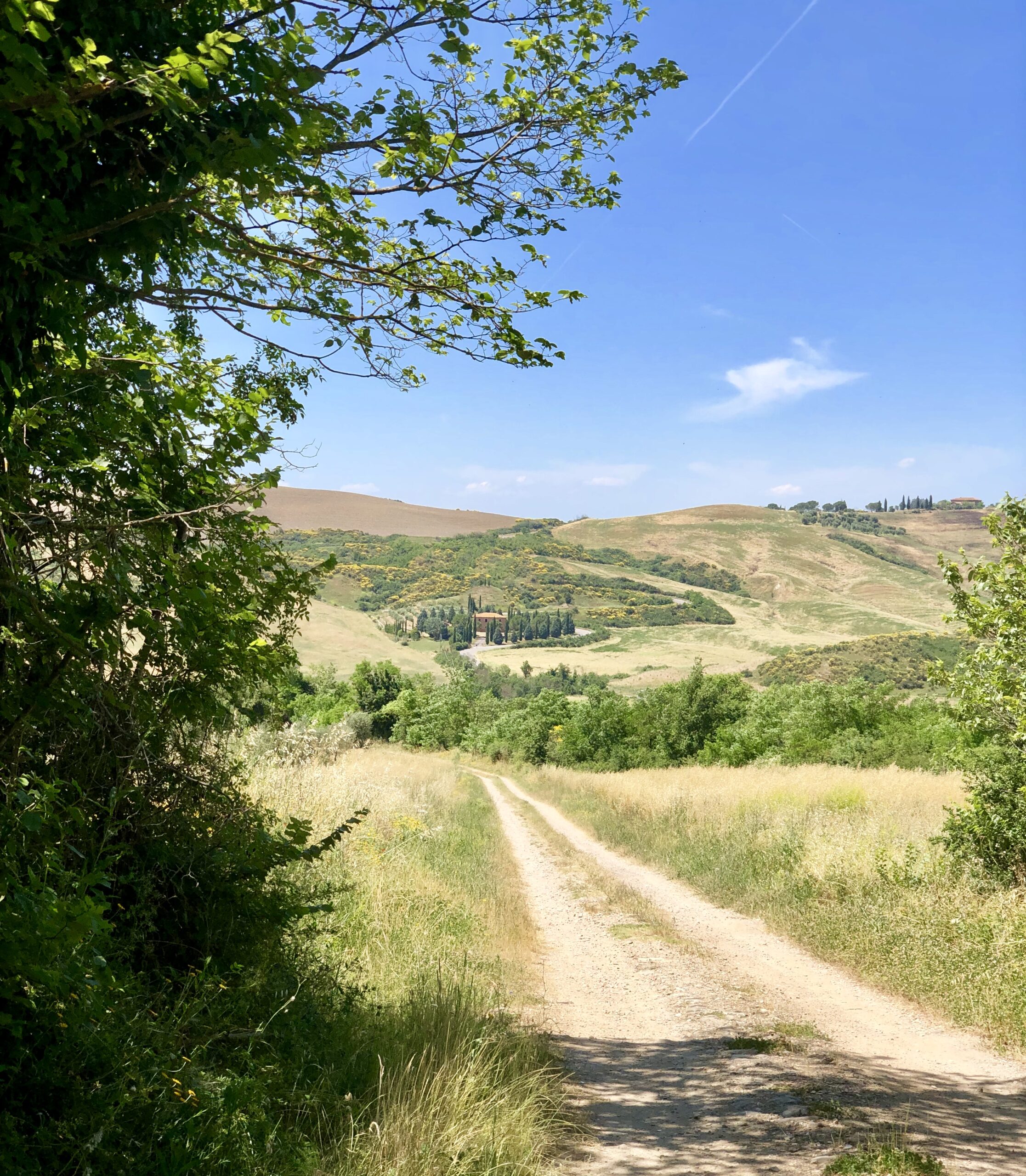 Torrenieri